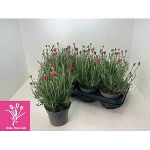 RHODAN H ZAGORA PINK