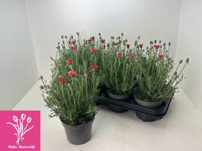 <h4>RHODAN H ZAGORA PINK</h4>