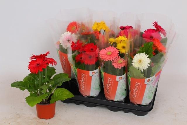 <h4>GER COLOURGAME GEM</h4>