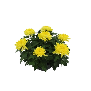 Chrysanthemum  'Cosmo Yellow'