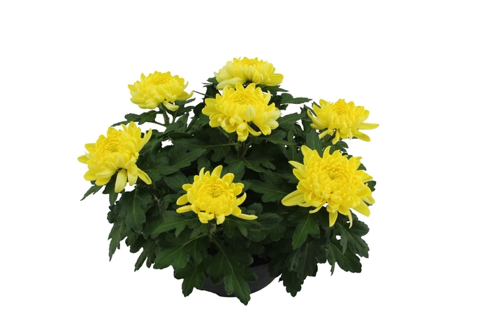 <h4>Chrysanthemum  'Cosmo Yellow'</h4>