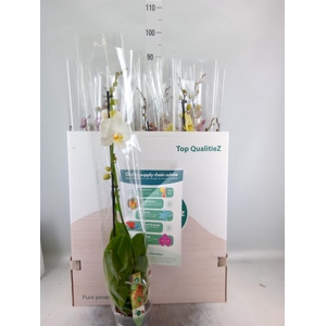 Phalaenopsis ...mix