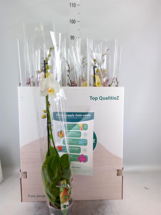 <h4>Phalaenopsis ...mix</h4>