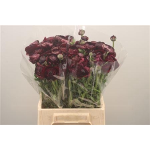 Ran Elegance Violet Super