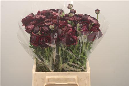 <h4>Ran Elegance Violet Super</h4>