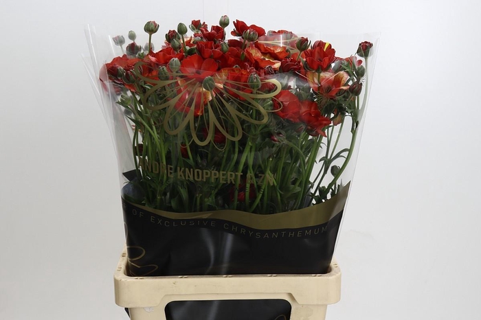 <h4>Ranunculus Magical Tangerine</h4>