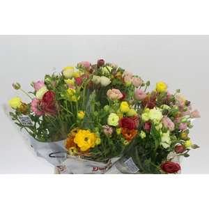 Ranunculus Butterfly Rainbow