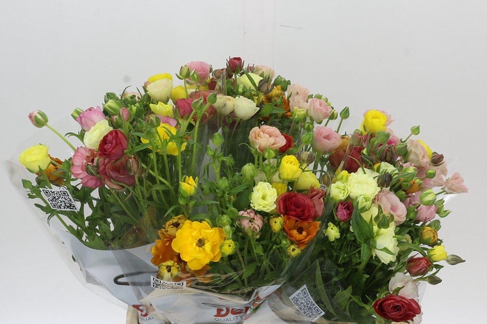 <h4>Ranunculus Butterfly Rainbow</h4>