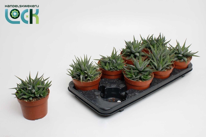 <h4>haworthia concolor</h4>