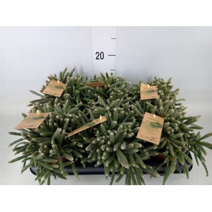 Rhipsalis baccifera subsp. horrida