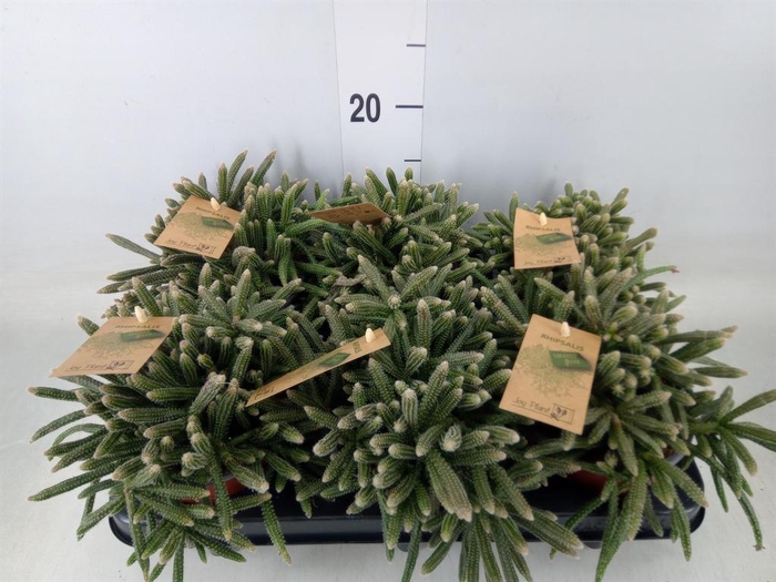 <h4>Rhipsalis baccifera subsp. horrida</h4>