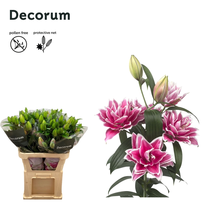 <h4>Li Or Double Roselily Samantha 4+ Moerman</h4>