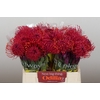 Nutans Painted Cerise
