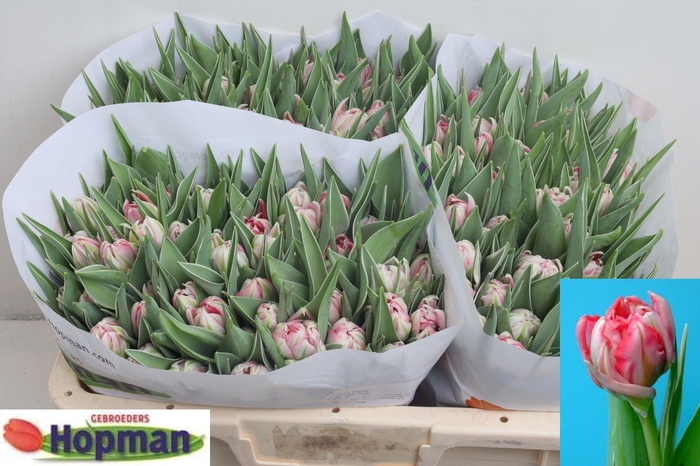 <h4>TU DU FLASH POINT</h4>