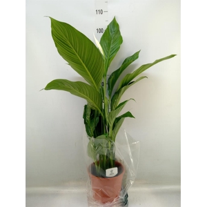Spathiphyllum  'Sweet Lauretta'