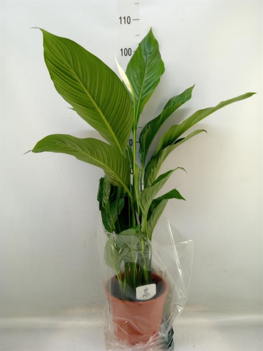 <h4>Spathiphyllum 'Sweet Lauretta'</h4>