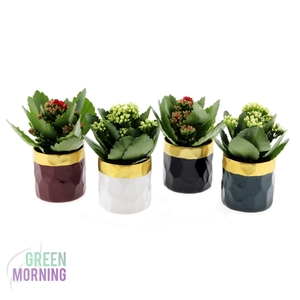 Kalanchoe rood wit in Deluxe pot gouden rand