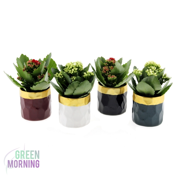 <h4>Kalanchoe rood wit in Deluxe pot gouden rand</h4>