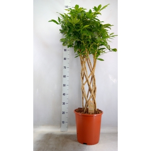Schefflera arbor. 'Compacta'