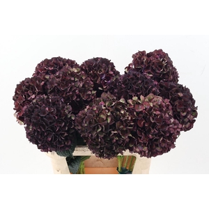 Hydr M Mag Ruby Cl P