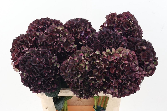 <h4>Hydr M Mag Ruby Cl P</h4>