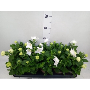 Platycodon grand. 'Astra White'