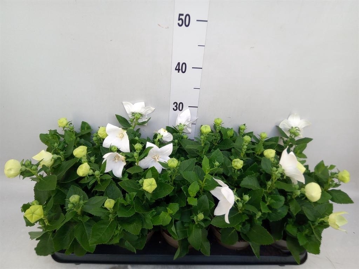 <h4>Platycodon grand. 'Astra White'</h4>