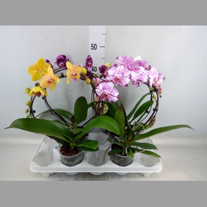 Phalaenopsis   ...