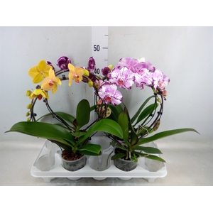 Phalaenopsis   ...
