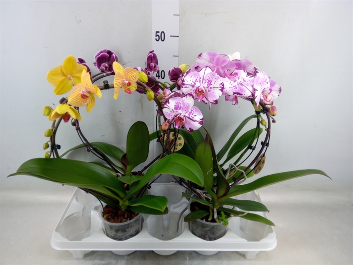 <h4>Phalaenopsis   ...</h4>