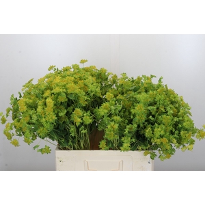 Bupleurum Griffithii