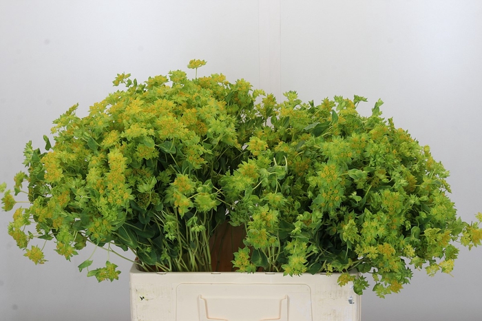 <h4>Bupleurum Griffithii</h4>