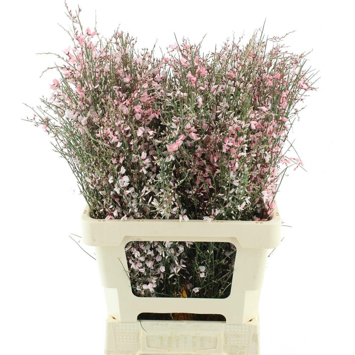 <h4>GENISTA KLB BS H%</h4>