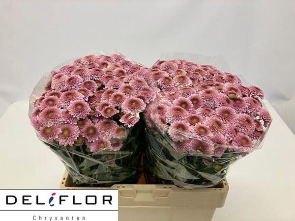 <h4>CHR SAN overig</h4>