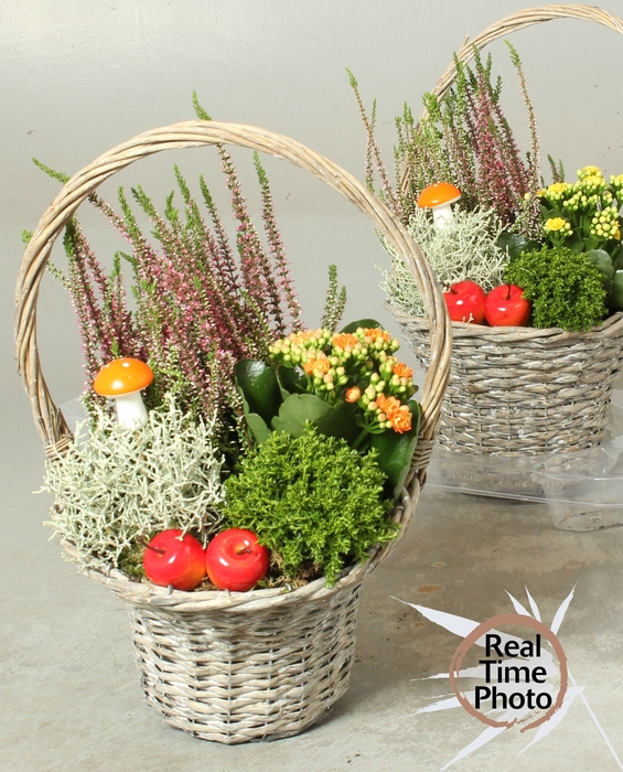 <h4>ARR TUINPLANTEN</h4>
