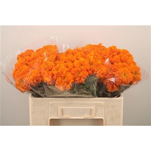 Tag E Promise Orange