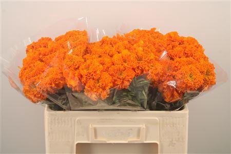 <h4>Tag E Promise Orange</h4>