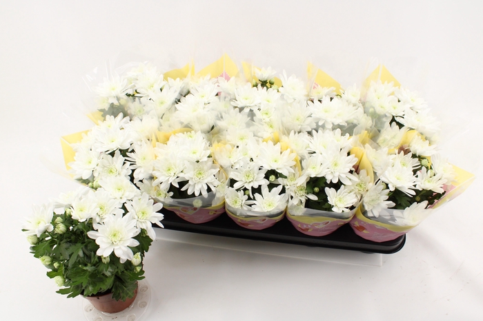 <h4>CHRYS BRAVE</h4>