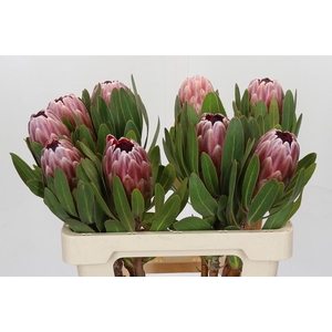 Protea Pink Ice