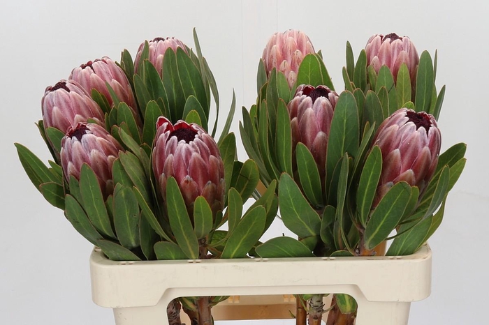 <h4>Protea Pink Ice</h4>