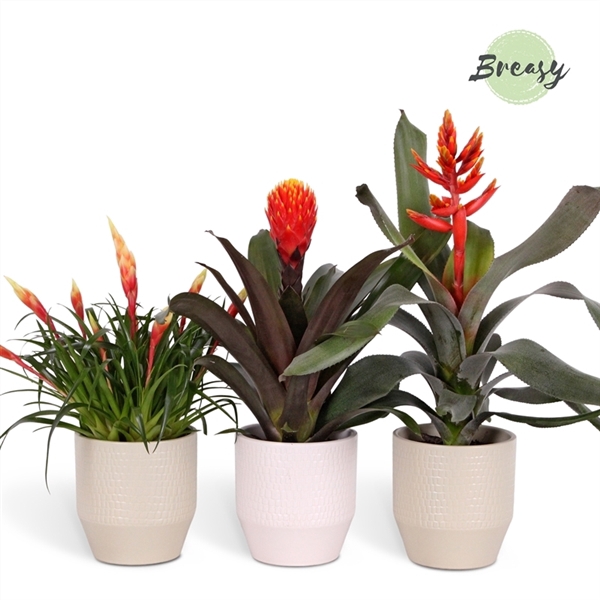 <h4>Bromelia Royal Green - 13cm in Palma | Mimesis</h4>