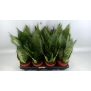 Sansevieria zeylanica