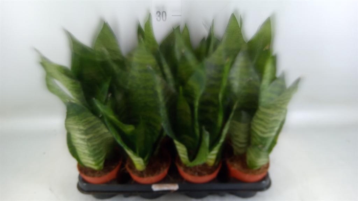 <h4>Sansevieria zeylanica</h4>