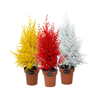 TUIA HOLANDESA COLOURS P14