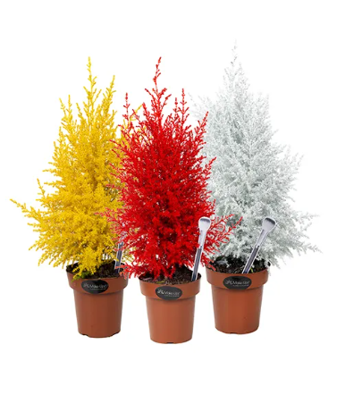 TUIA HOLANDESA COLOURS P14