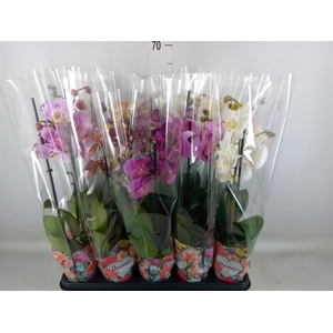 Phalaenopsis   ...