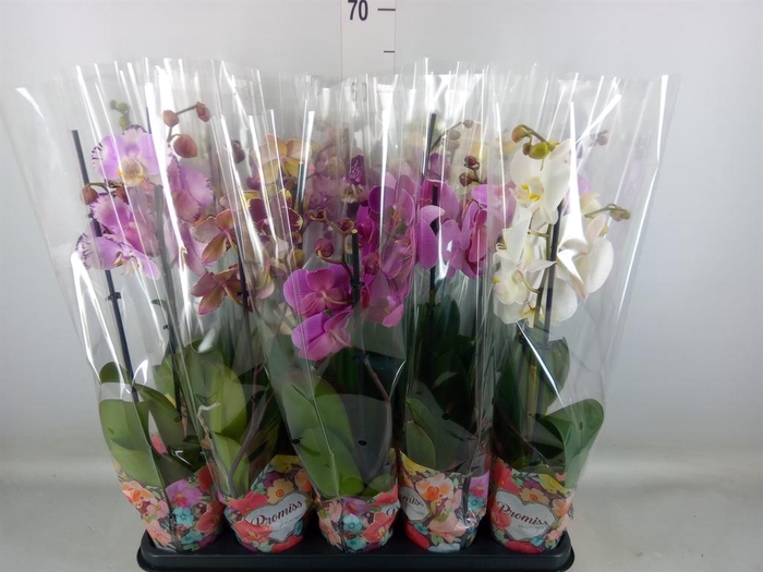 <h4>Phalaenopsis   ...</h4>