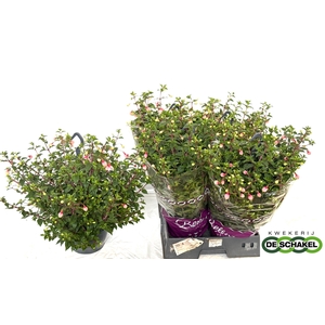 FUCHSIA OV