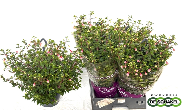 <h4>FUCHSIA OV</h4>