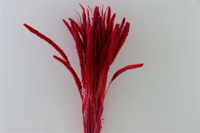 Dried Artz Setaria Monet Bunch